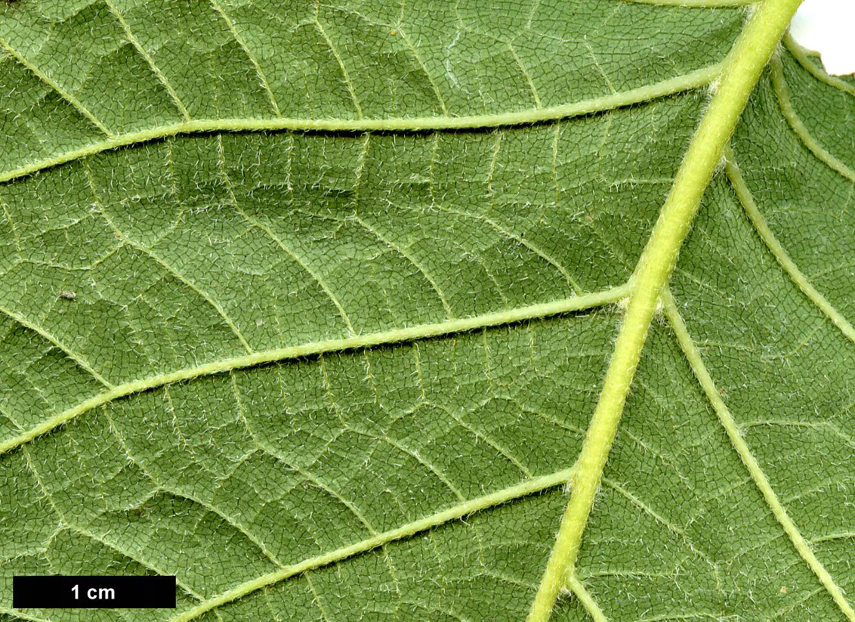 High resolution image: Family: Hydrangeaceae - Genus: Hydrangea - Taxon: longipes - SpeciesSub: var. fulvescens
